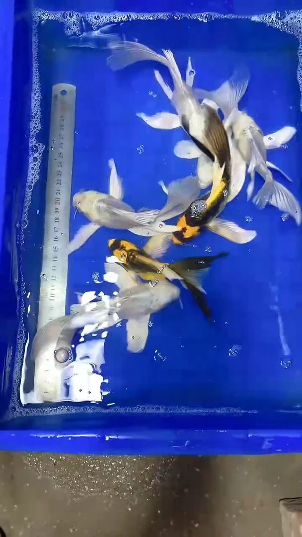 蝴蝶鲤蝴蝶鲤直播选鱼专用链接