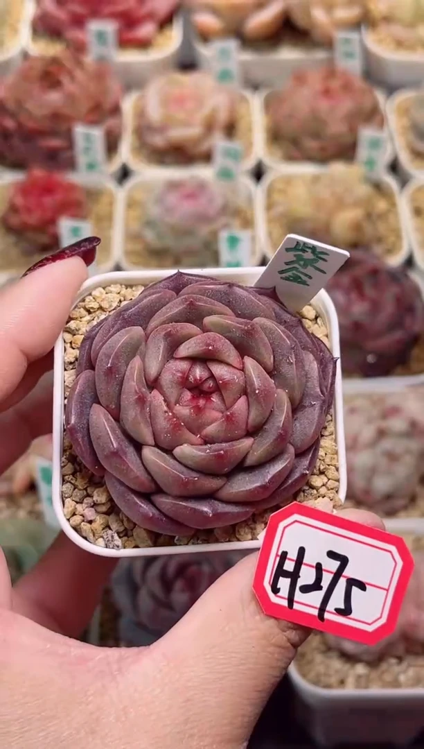 【闪购商品】H275紫金一物一拍