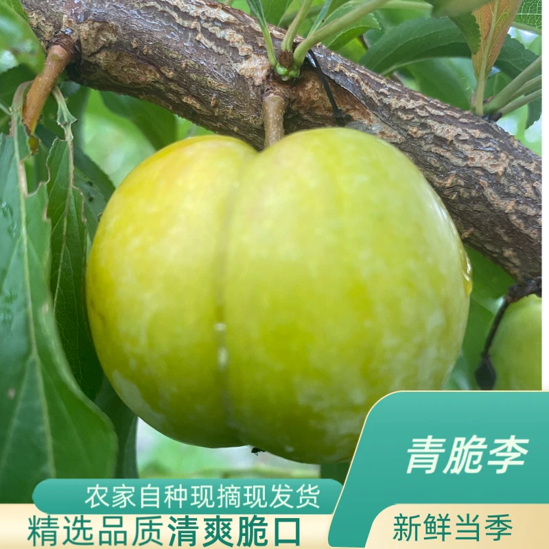 四川农家自种新鲜青脆李新鲜采摘现摘现发货坏果包赔