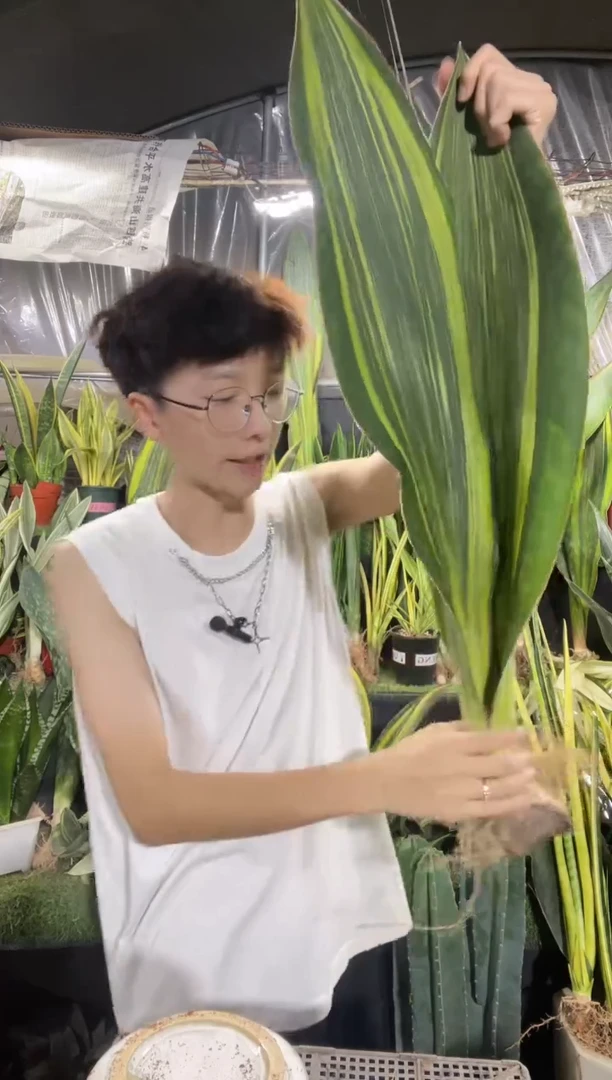 黄金宝镜大号双叶60厘米29.8