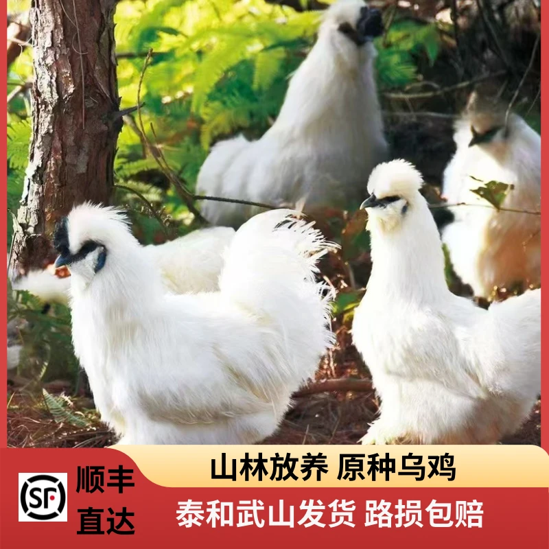 【宠物鸡】原种泰和武山白凤乌鸡农家散养正宗丝羽乌骨鸡滋补月子鸡