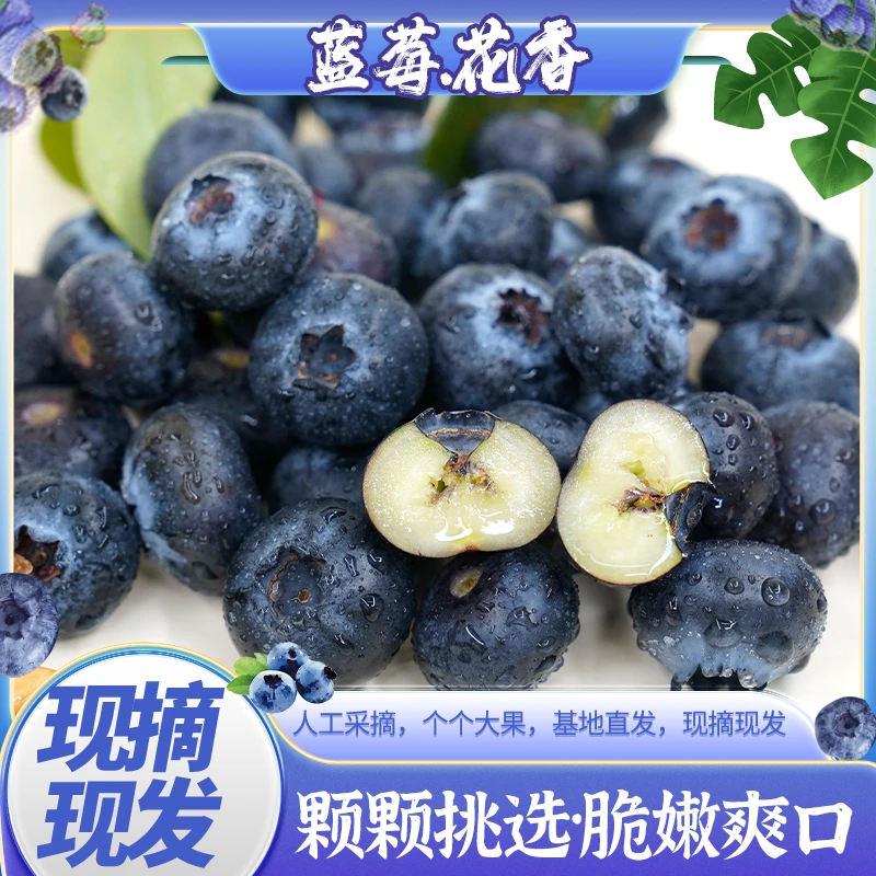 【花香蓝莓】L25云南高山现摘现发酸甜可口粒粒好果4盒装优选