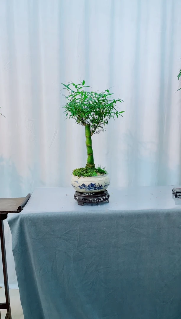 无花朵竹子盆景竹子盆景