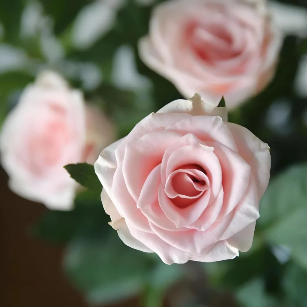 【花千花谷玫瑰】粉爱神，一单中通包邮，两单升级京东或顺丰冷链！