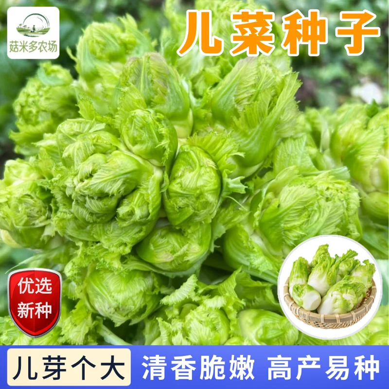 【全店满5包包邮】儿菜种子抱子芥蔬菜籽颗粒饱满发芽率高脆嫩爽口