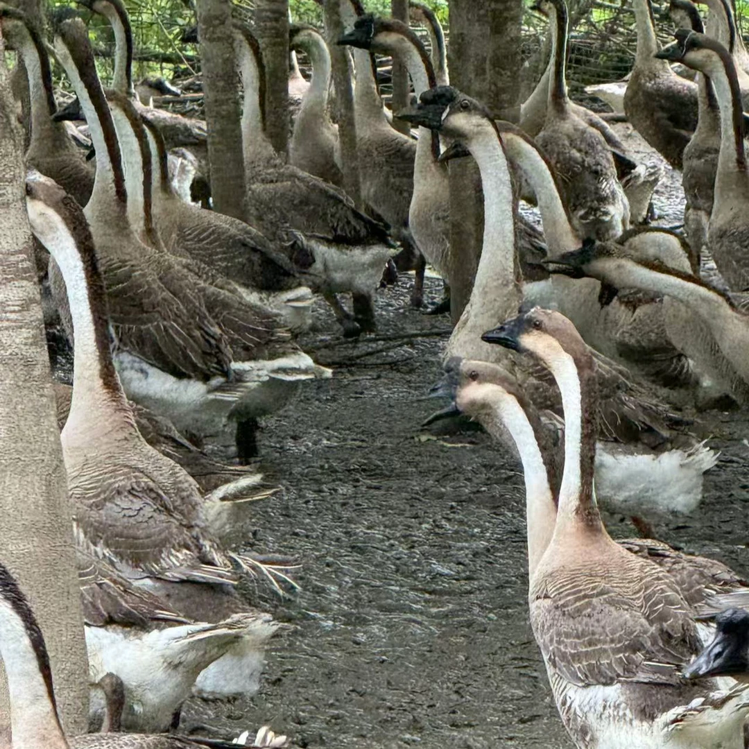 公黑头我鸟，粉丝福利，京东包邮宠物i