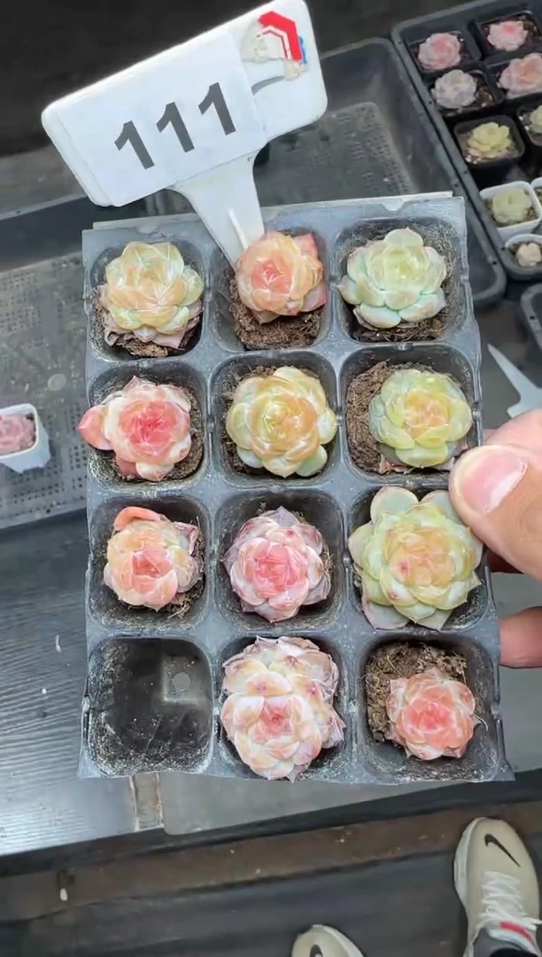 【闪购商品】一物一拍0217—111