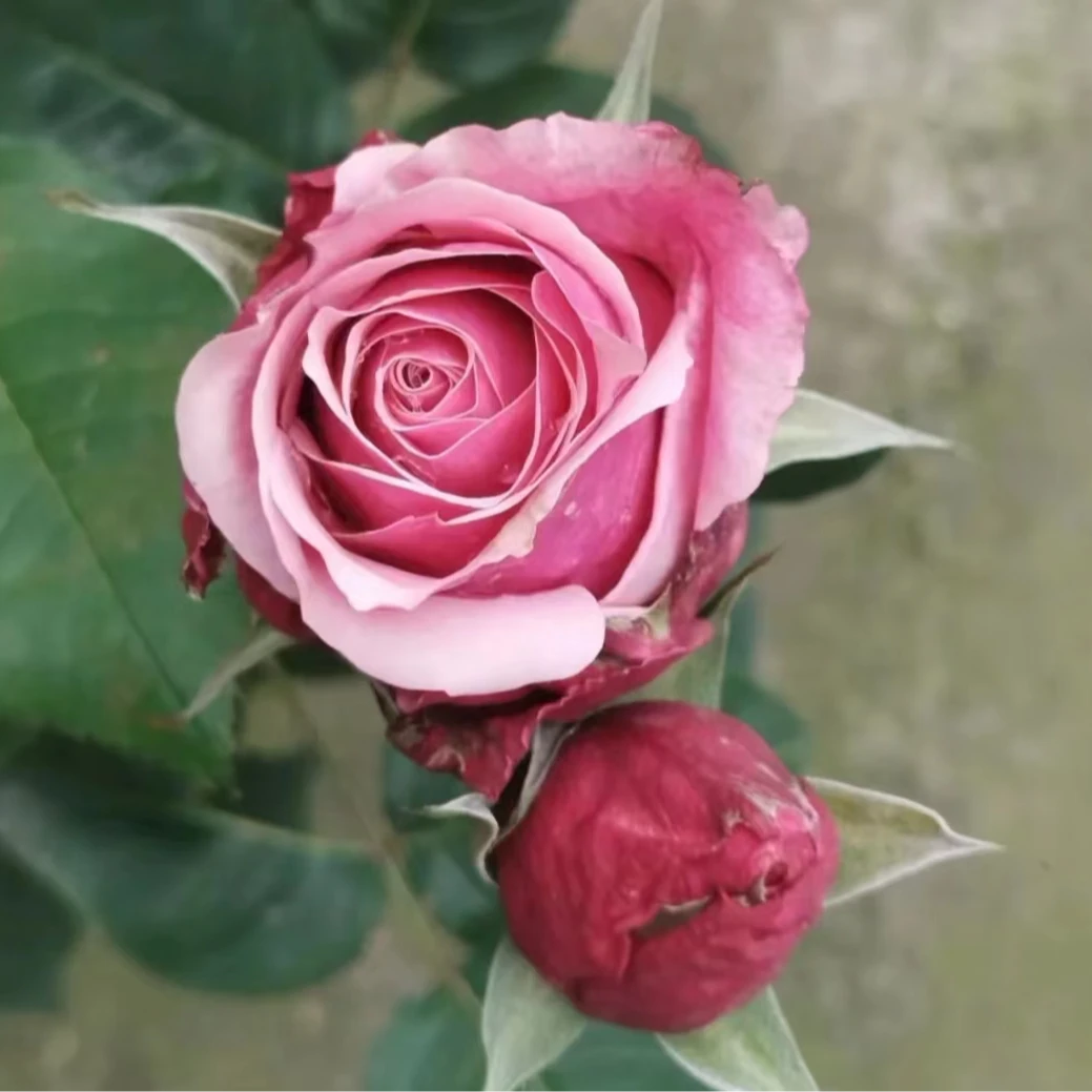 确凿大花新品种切花月季大苗