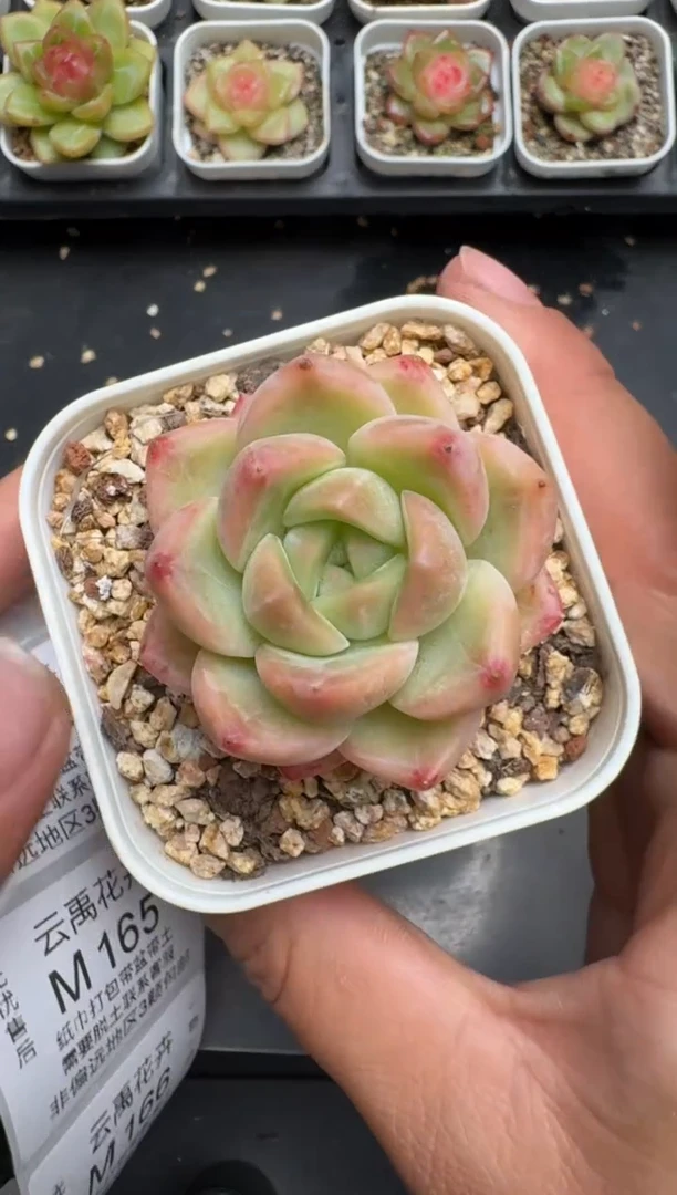 163M当天拍3颗包柚 带盆土纸巾打包 云禹花卉 珍妮多肉植物
