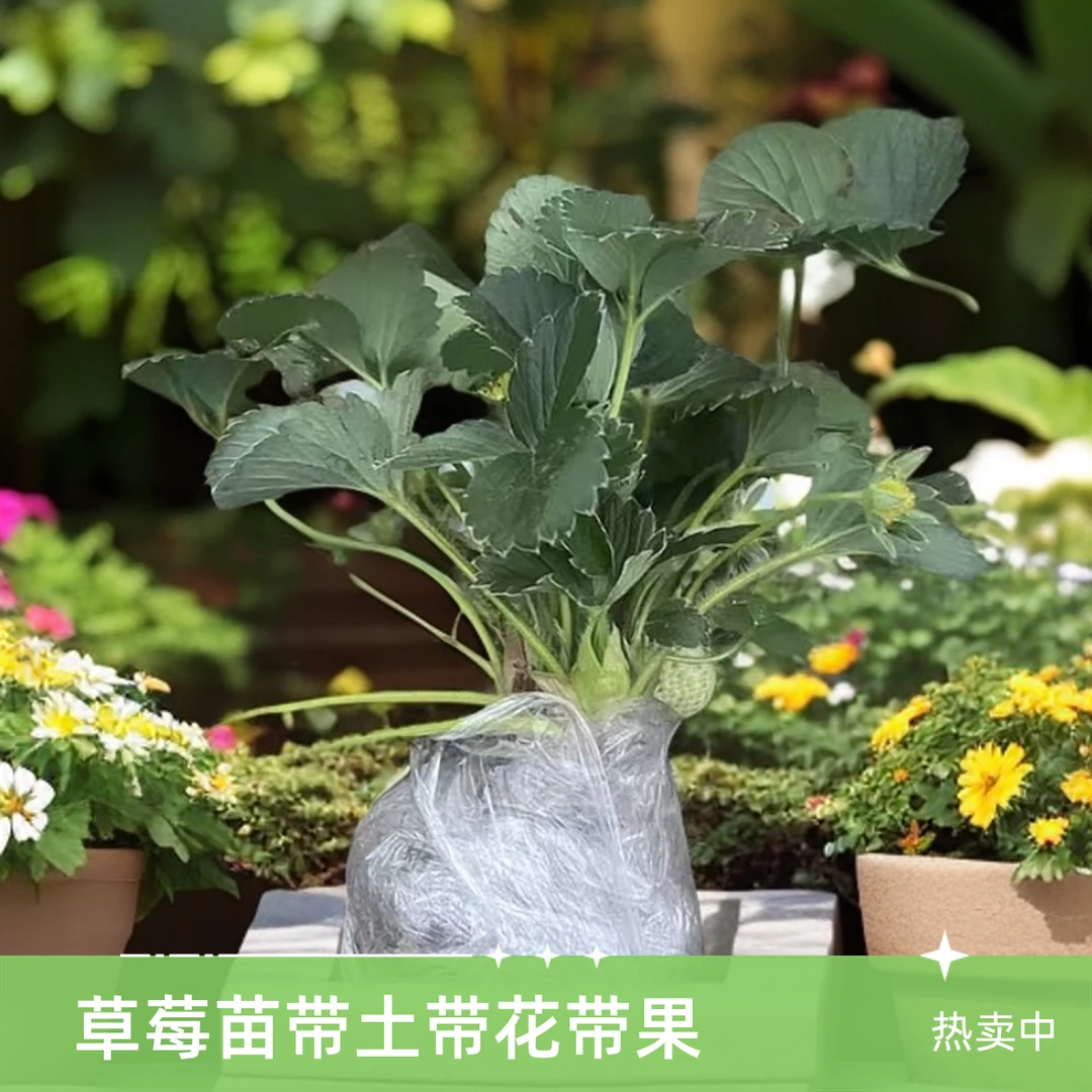 特价精品带土球带花带果四季奶油草莓苗适合南北方阳台庭院种植