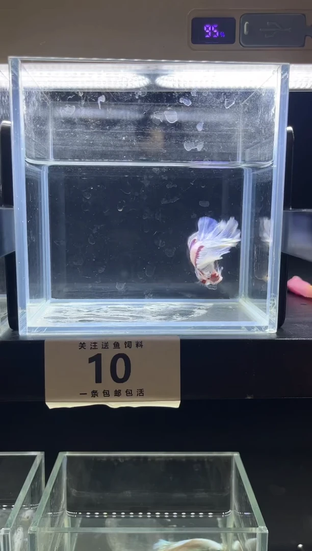 斗鱼斗鱼竟拍连接10