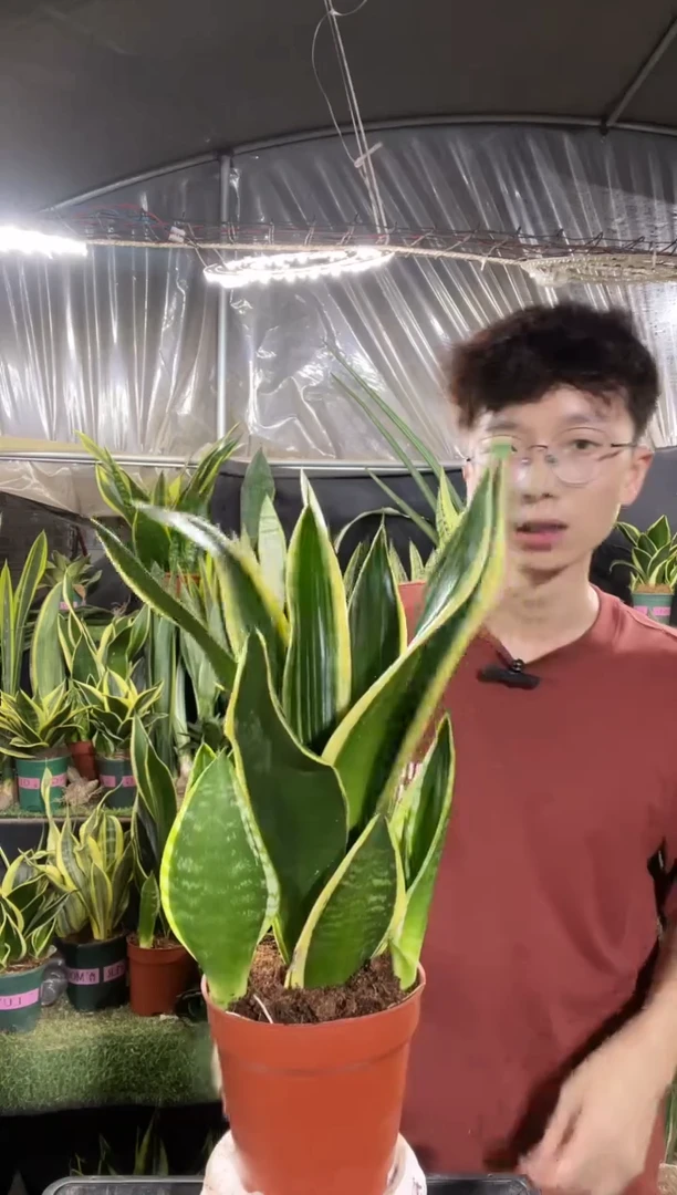 霸王兰带盆土40cm带仔18.5