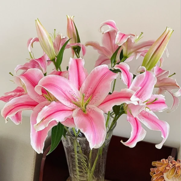 【A级 多头-马龙香水百合】高品质单瓣香水百夏天家居鲜花