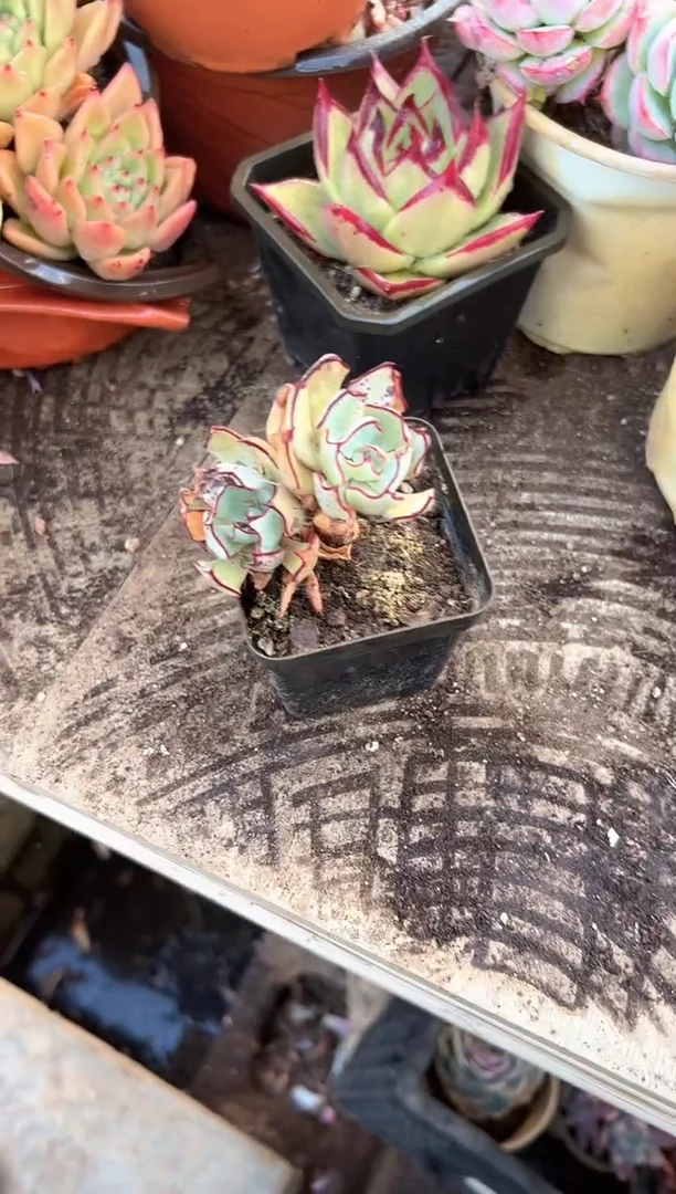 橙*多肉植物一物一拍27325