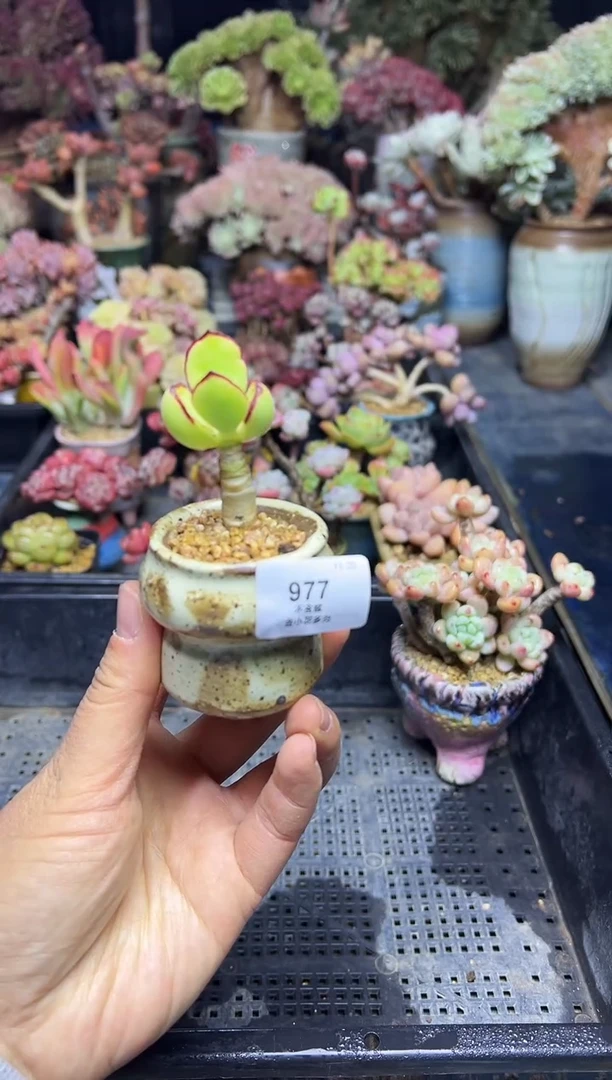 大****8977               不带盆