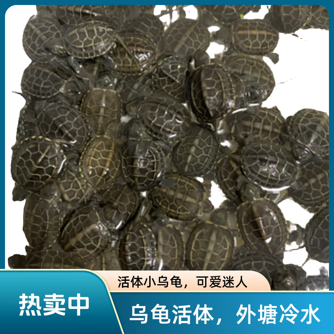 (选龟)苏北金线草龟外塘冷水龟草龟宠物龟龟苗乌龟活体小乌龟