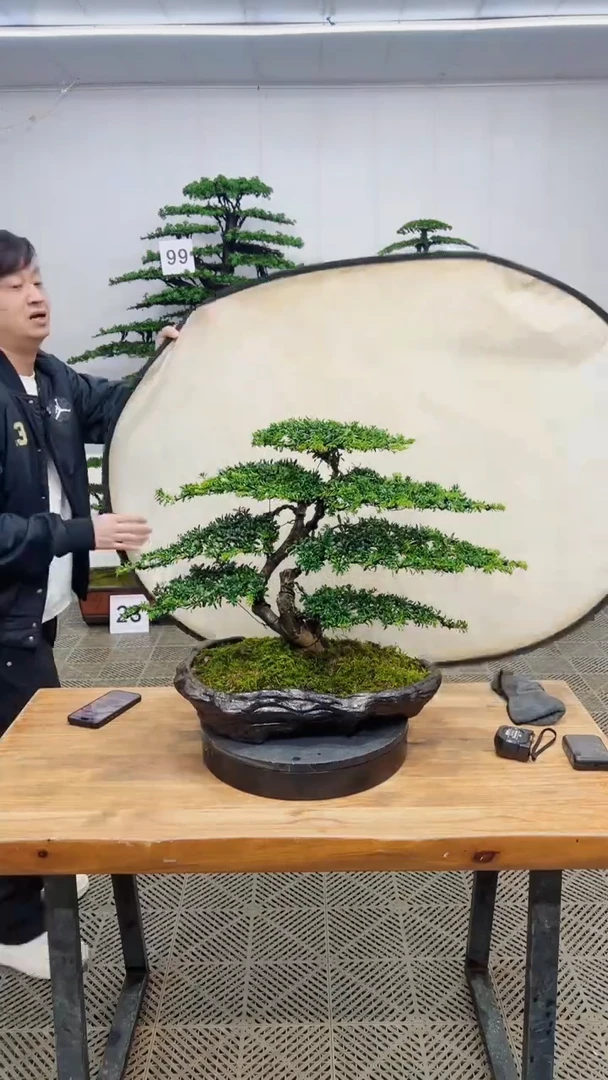 无花朵造型盆景一物一拍