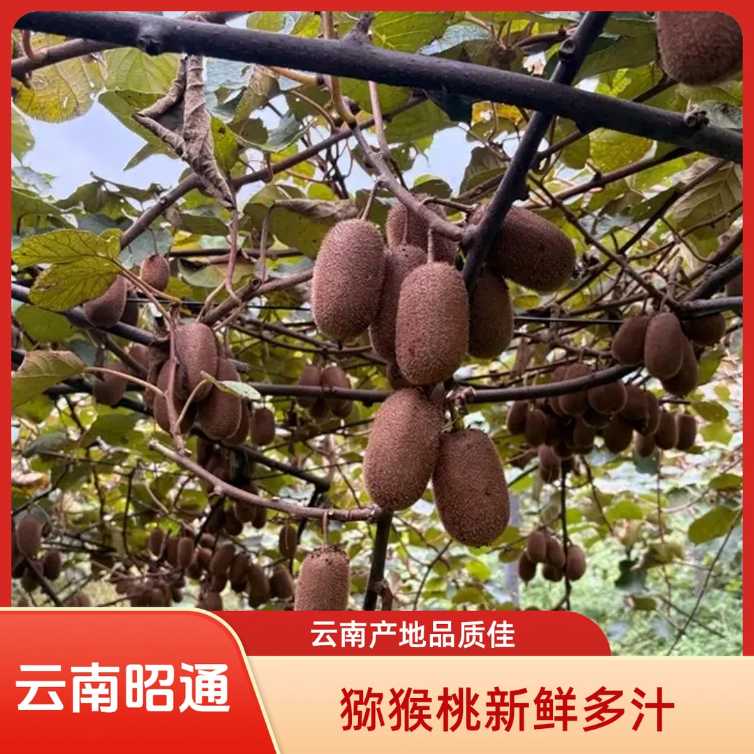 云南昭通高山种植新鲜猕猴桃口感酸甜香甜多汁当季水果