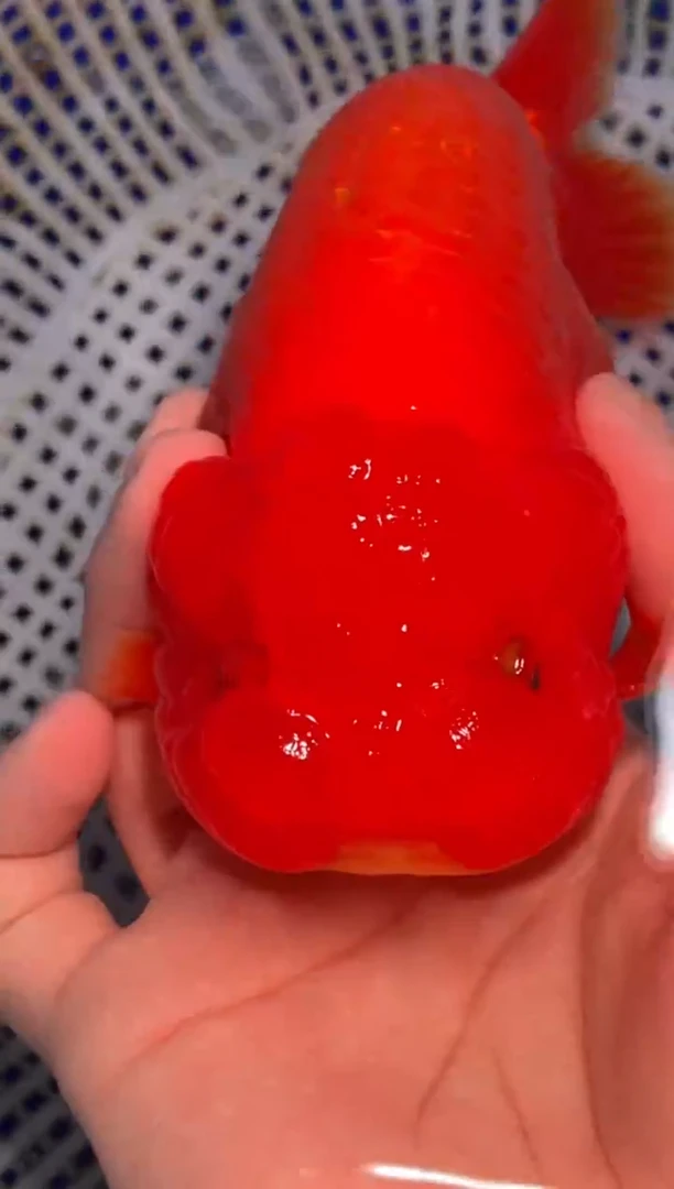 金鱼（运费到付，马印灯下展示）福州追鱼兰寿金鱼