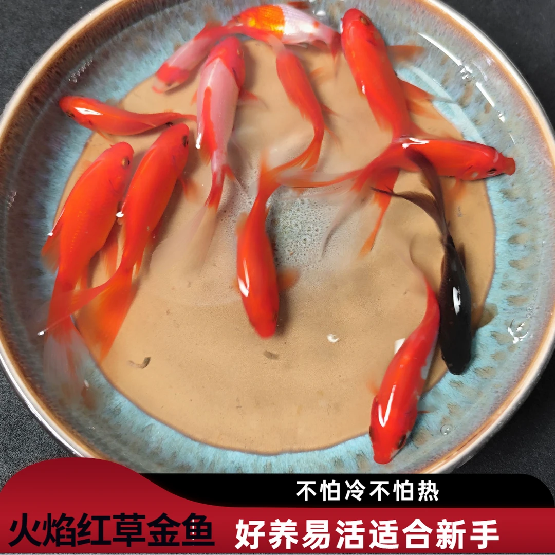 【3-5cm】冷水观赏鱼烈焰红草金鱼观赏鱼渔场直发好养耐活自来水
