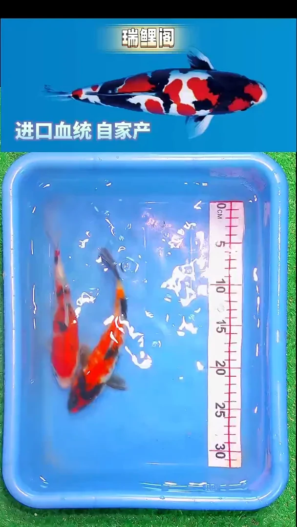 锦鲤瑞鲤阁精选--27