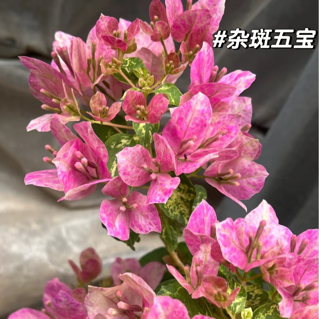 万 杂斑五宝公分老桩包对版
