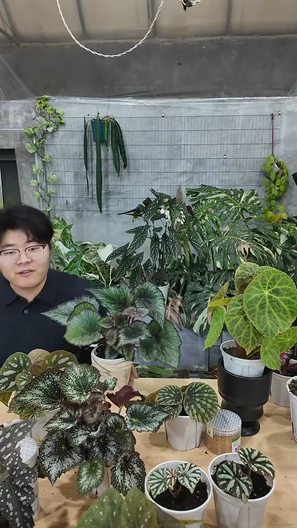 完全开放女巫秋海棠老庄