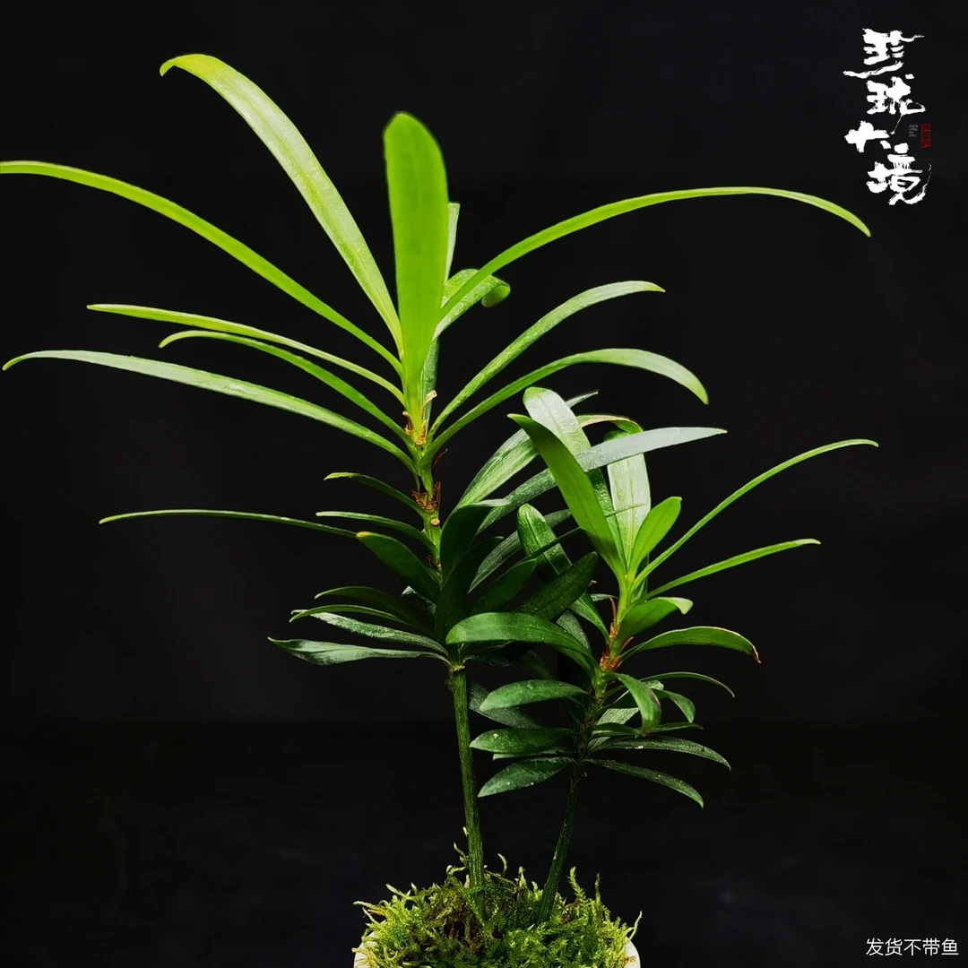 [青葱]罗汉松成品创意真绿植真苔藓室内桌面微景观小盆栽4*9.5cm