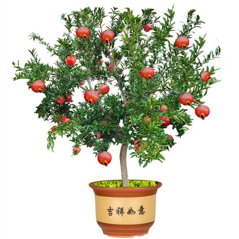 喜庆红花石榴花阳台庭院四季开花盆栽包邮