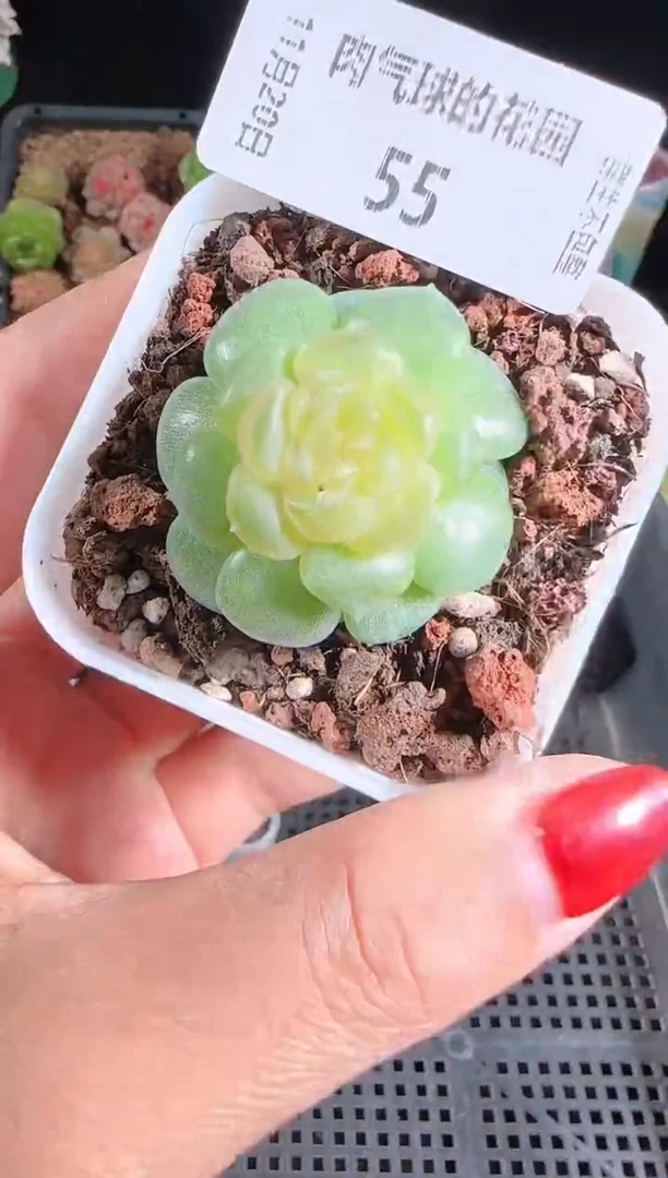 1120-55流莹群生不包整