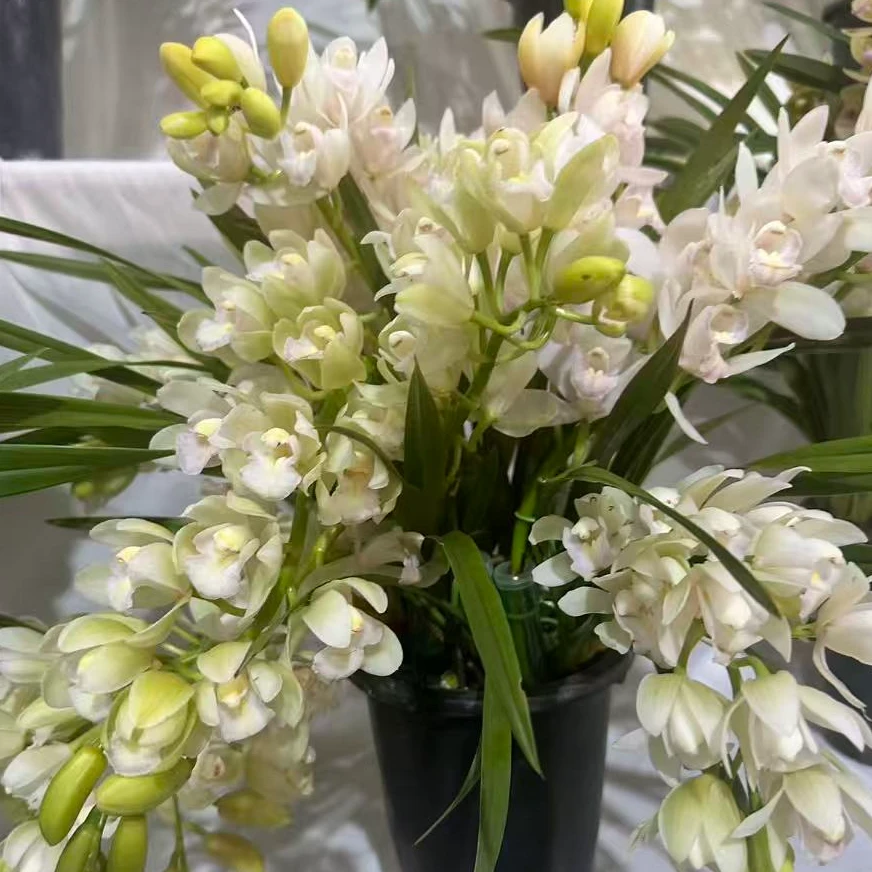 【白玉香兰】A大花蕙兰盆栽室内外种植好养易活年宵花基地直发