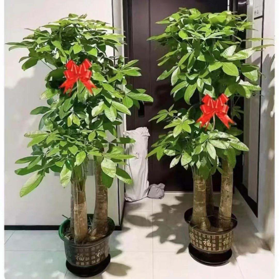 1.8-1.9米步步高发财树室内办公室居家乔迁落地绿植好看好养耐活