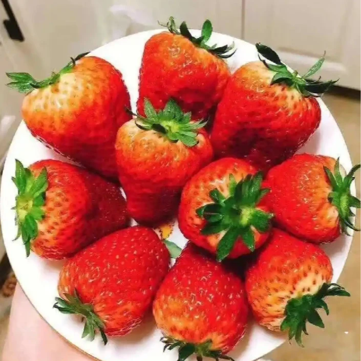 【韩大乐】大板丹东99草莓（1.8斤-3.7斤）