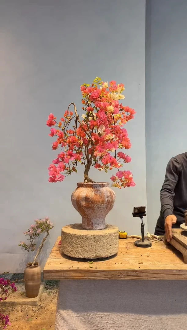 以实际为准三角梅63