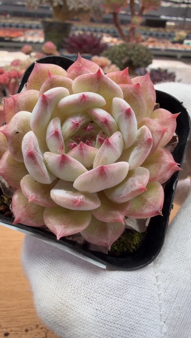 东云多肉园二店-77