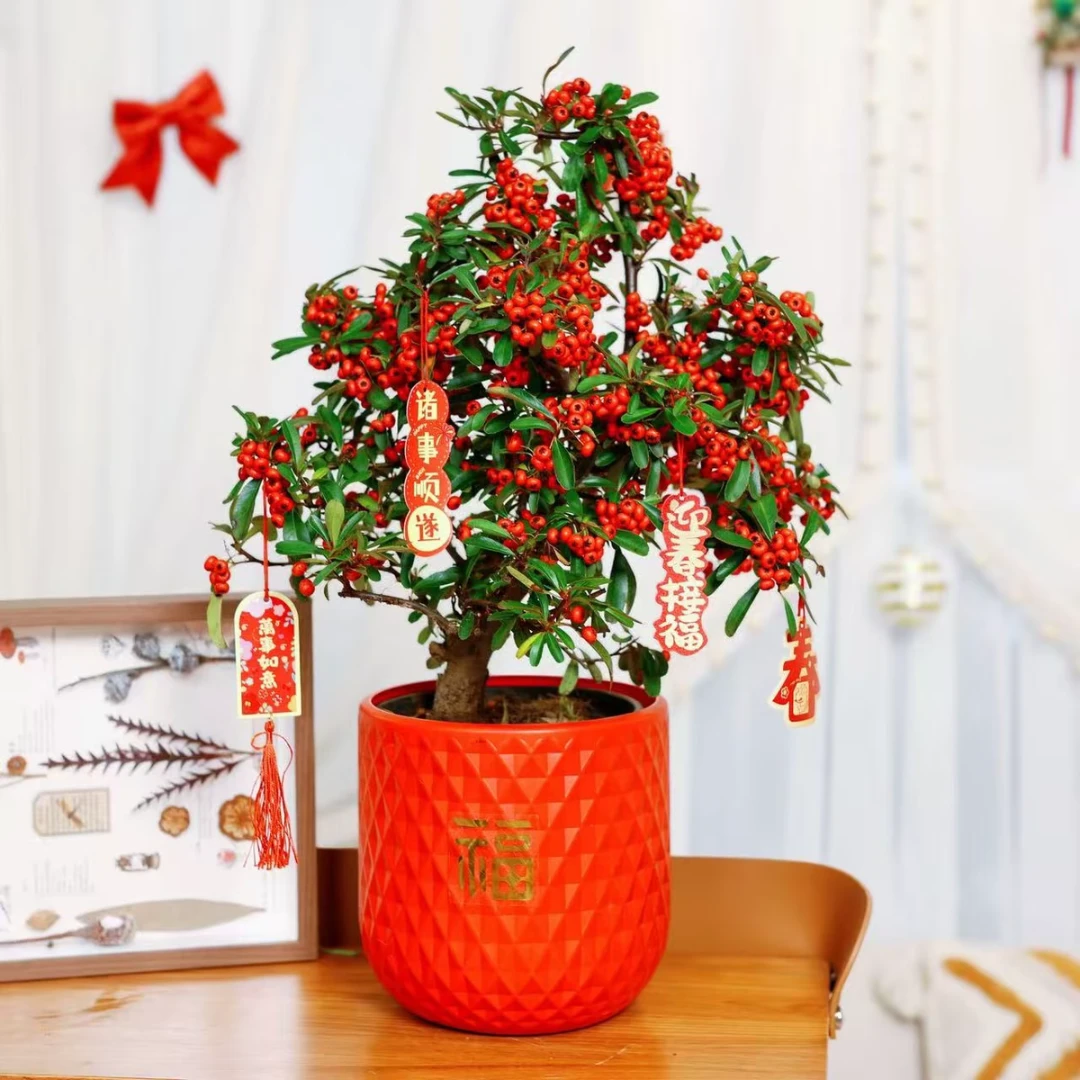 【吉祥如意】吉祥果南北方室内外四季耐寒好养观果盆景b
