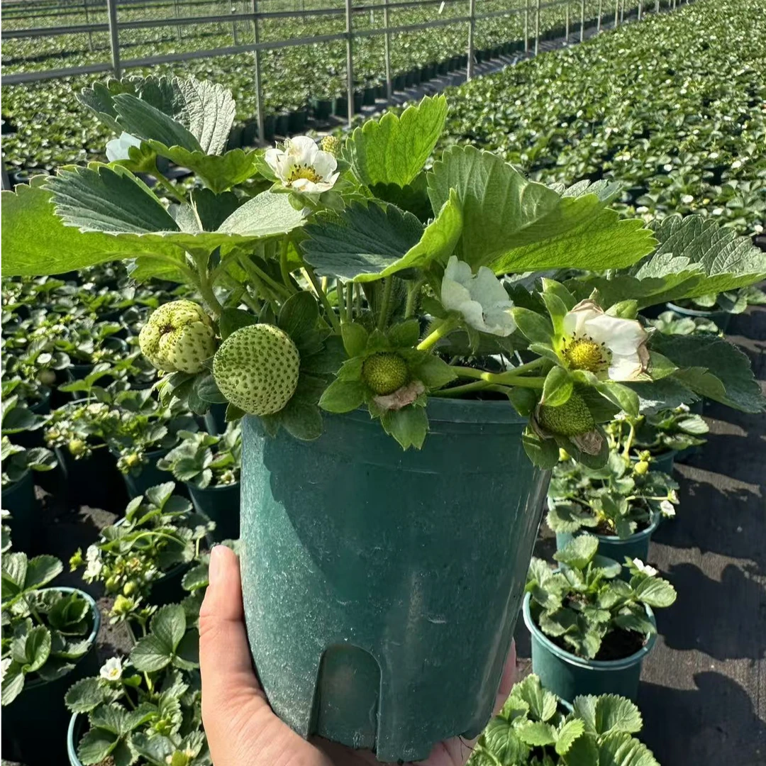 【带花带果】草莓盆栽南北方种植草莓苗奶油草莓原盆原土红颜草莓苗