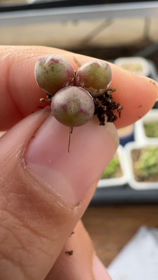 【闪购商品】2.5-186多肉