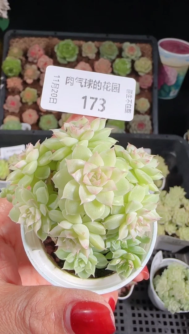 1120-173群生不包整