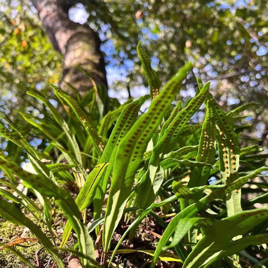 【优品】东北黑土地大山小草根根手工挑选干货-送黄芪