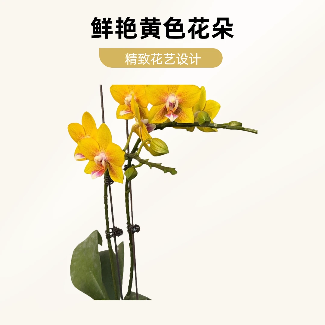 蝴蝶兰   [彼自豪] 淡香 双剑 带花带苞断枝掉花不售后 基地直发