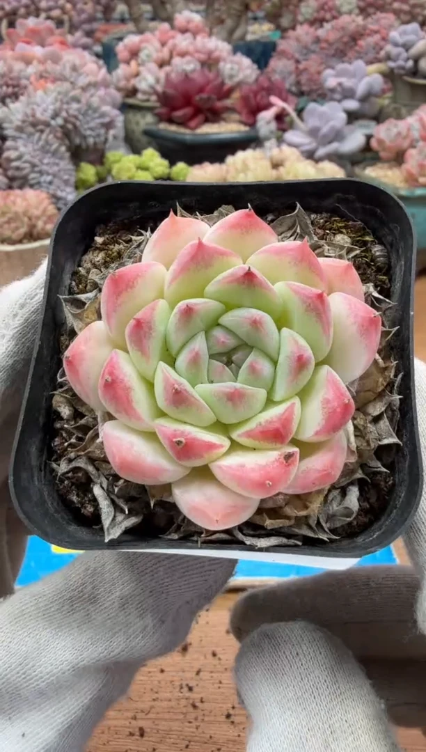 东云多肉园二店-300