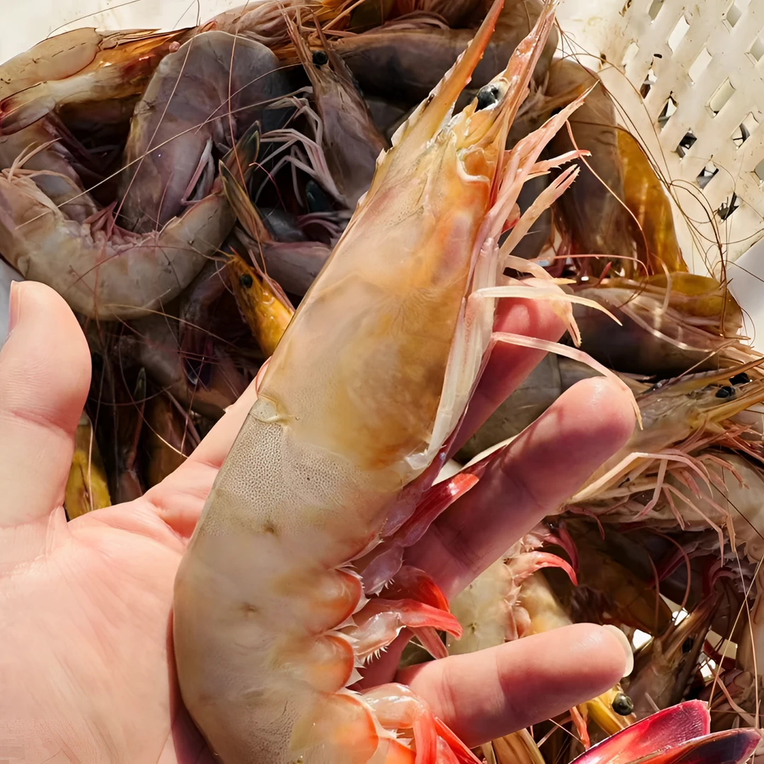 野生对虾海洋大虾明虾速冻发货40-50只左右/斤 到手2斤