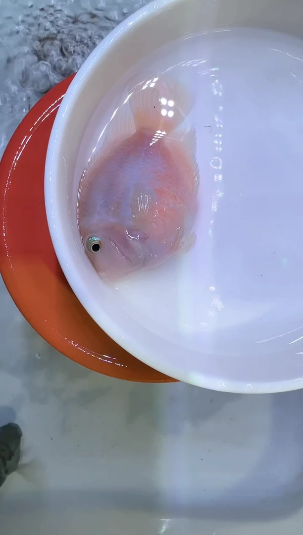 鹦鹉鱼胭脂粉母1条