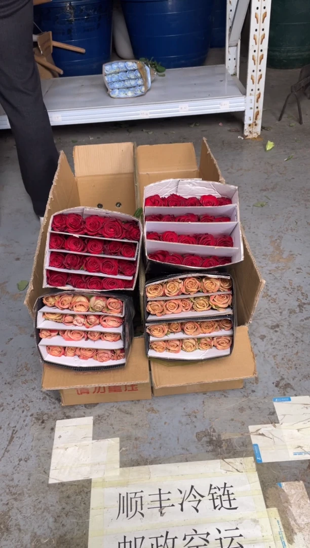 卡布20枝+高原红20枝