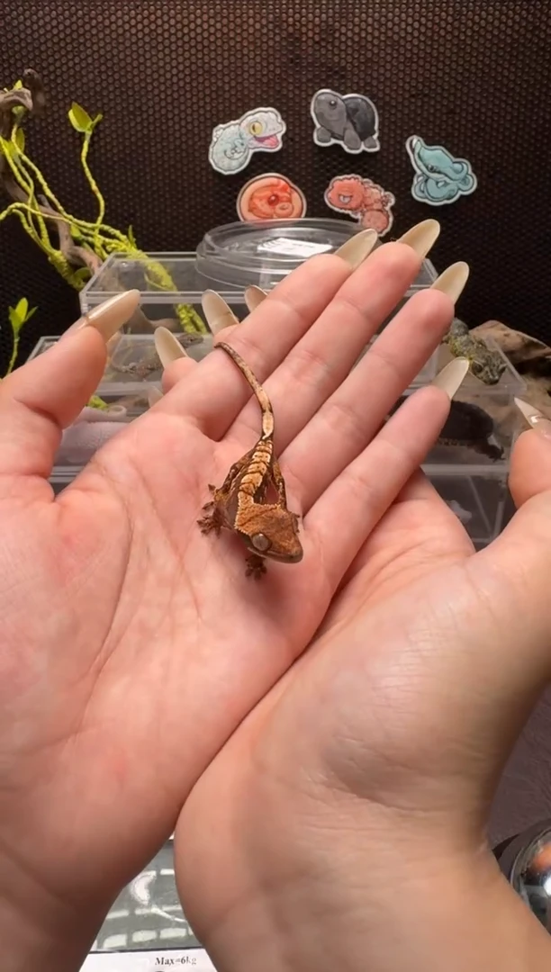 睫角守宫 鳞与尾 Scale Tail 爬宠MJ3