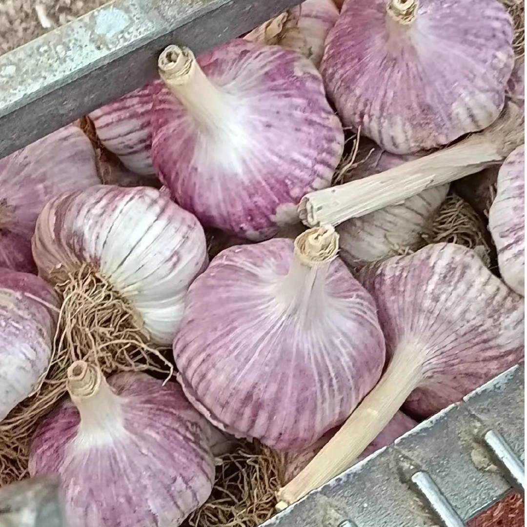 山东农产品大青稞蒜种大混级
