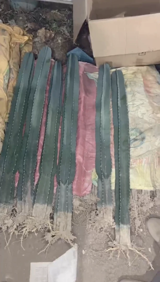 【闪购商品】【带根】60cm 量天尺