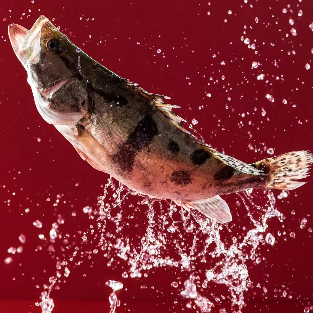 【石斑鱼】鲜活石斑 1.5-1.9斤左右/条