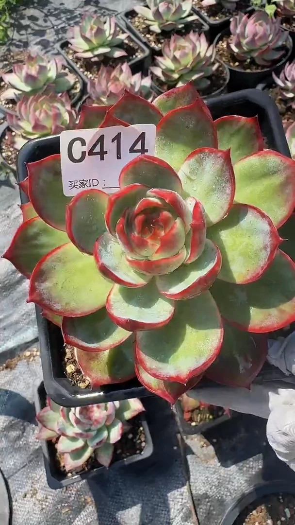 C414惊鸿仙子----（裸根发货）